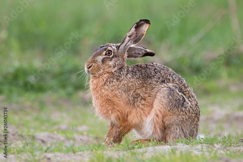 European brown hare, lepus europaeus, sitting in spring with green grass in background. Rabbit with long ears hiding. Wildlife scenery from nature.