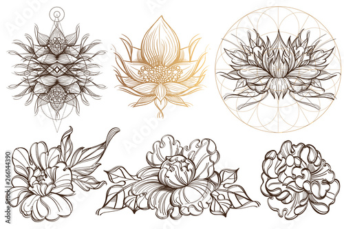 Botanical graphics. Peonies. A set of illustrations with buds, blossoming flowers and leaves.