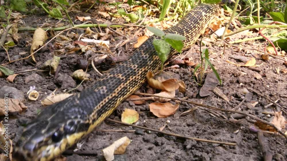 The Blotched snake (Elaphe sauromates) - big snake. Length over 1.5 meters. Lives in Europe The Blotched snake (Elaphe sauromates) - big snake. Length over 1.5 meters. Lives in Europe