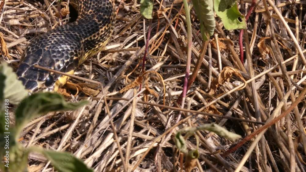 The Blotched snake (Elaphe sauromates) - big snake. Length over 1.5 meters. Lives in Europe The Blotched snake (Elaphe sauromates) - big snake. Length over 1.5 meters. Lives in Europe