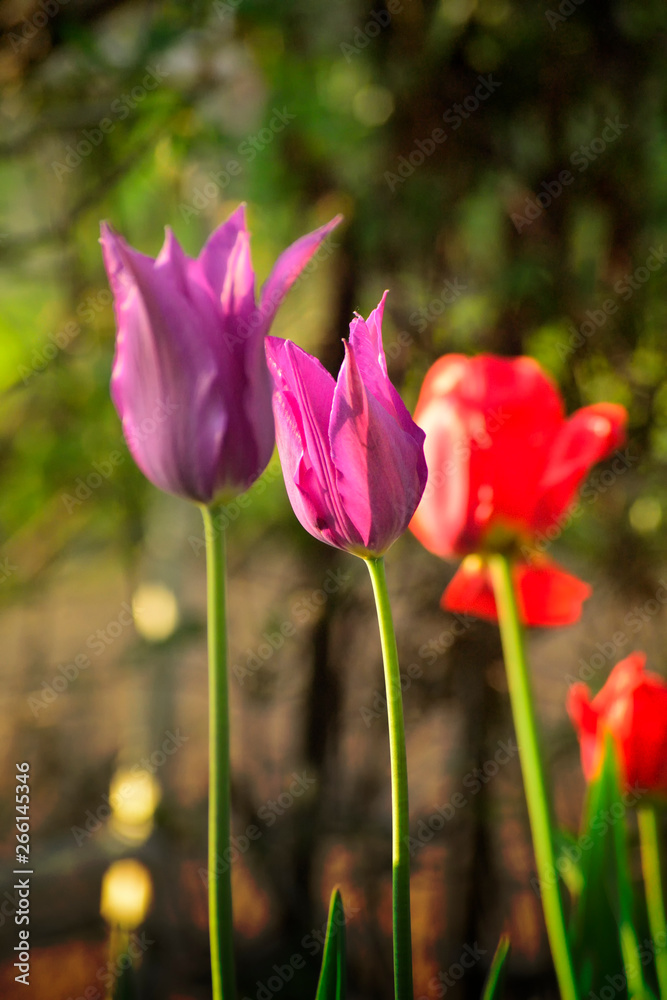 violet tulips in my garden in the rays of the setting sun