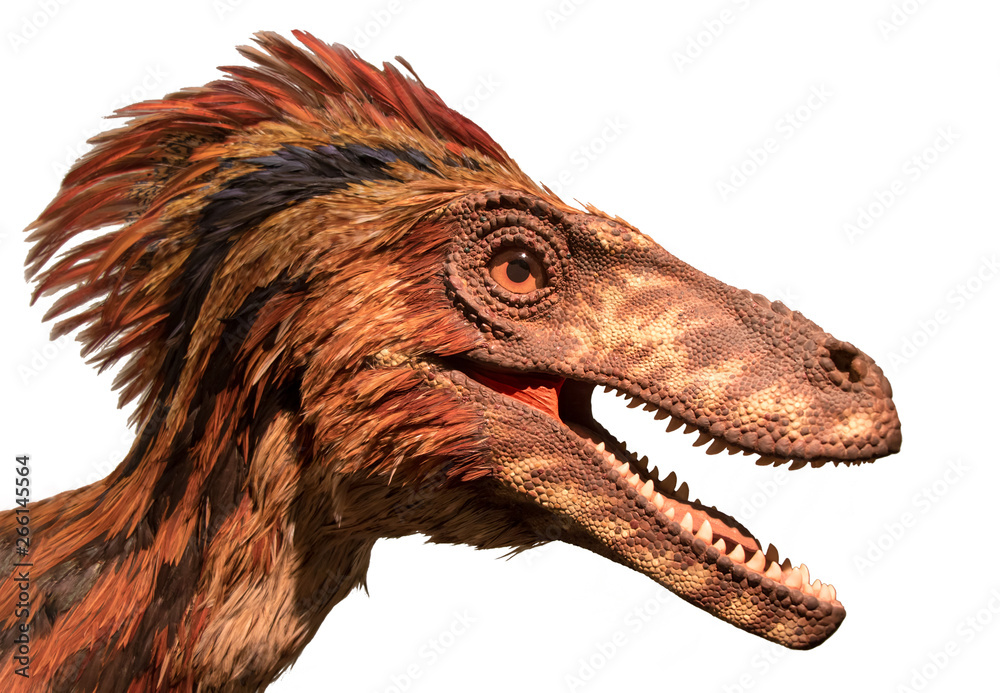 Deinonychus (Deinonychus antirrhopus) Dimensions & Drawings