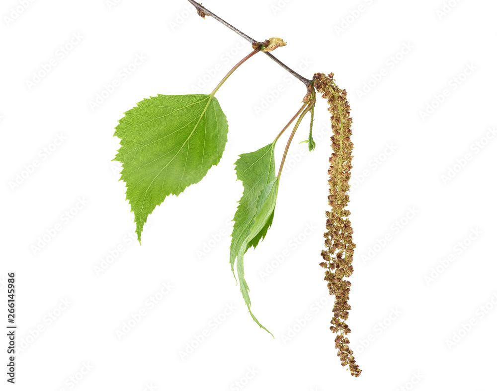 Fototapeta premium Spring birch buds and leaves on branch, white background.