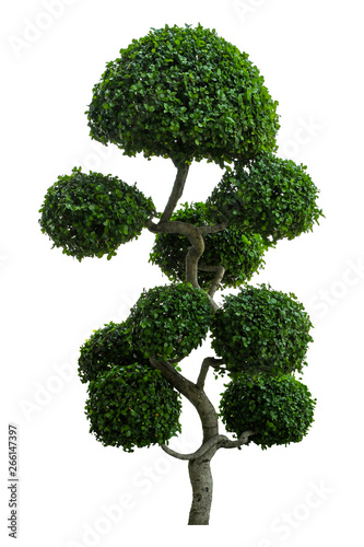 Beautiful ornamental tree  Green leaves ornamental plant  big bonsai  Suitable for use in architectural design or Decoration work isolated on white background for graphic. with clipping path