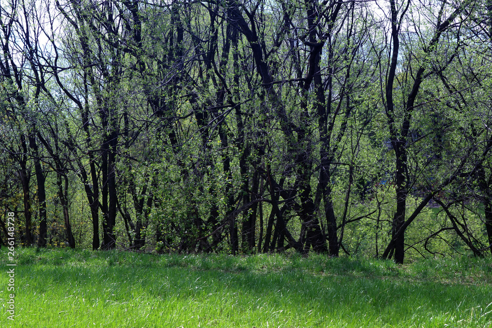 The trees are mysterious at sunset in the forest over the grass as the background. The trees are mysterious at sunset in the forest over the grass as the background.