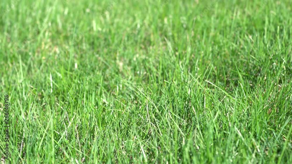 Fresh spring grass close up. Fresh spring grass close up.