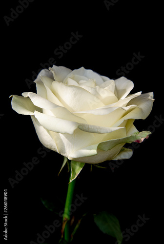 Blooming bud of white rose on a dark background