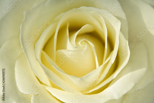 Blooming bud of light yellow rose close up