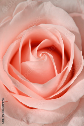 Bud of pink rose close up