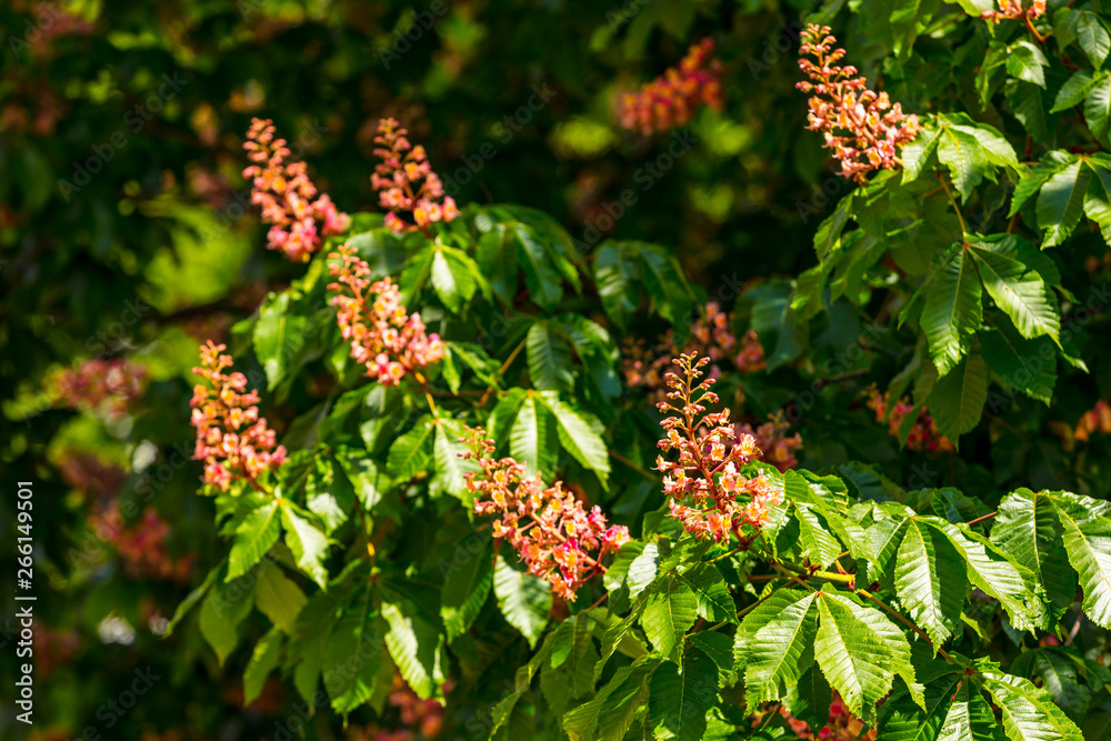 Kastanie-Blüten Kastanie-Blüten