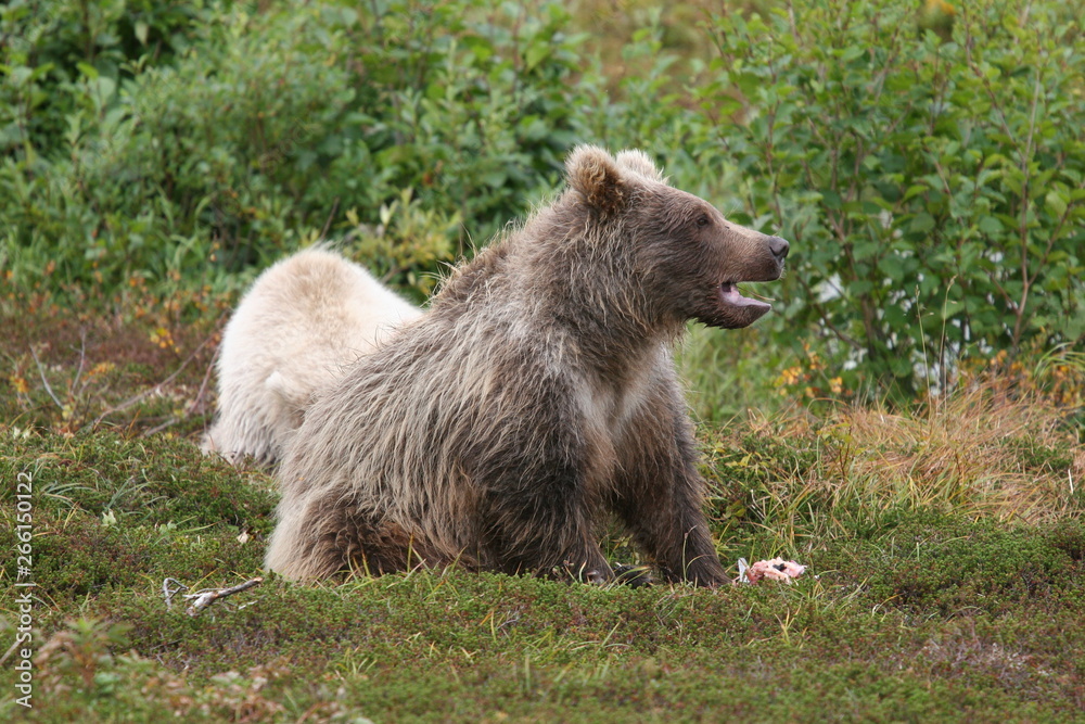 Fototapeta premium wild grizzly (ursus arctos horribilis) strolling around at kenai, alaska