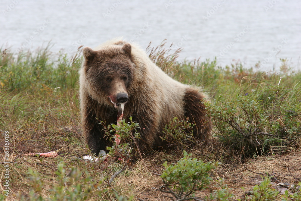 wild grizzly (ursus arctos horribilis) at kenai, alaska