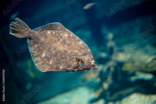 Obraz na płótnie Fisch 