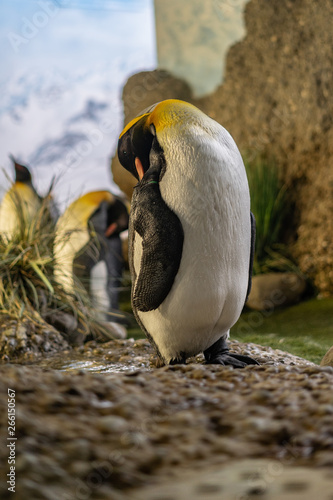 Schlafender Keiserpinguin photo