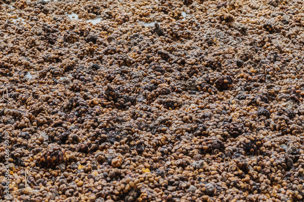 Luwak coffee, unclean coffee beans, Kopi luwak is coffee that includes part-digested coffee cherries eaten and defecated by the Asian palm civet at coffee drying yard in Dalat, Vietnam. Luwak coffee, unclean coffee beans, Kopi luwak is coffee that includes part-digested coffee cherries eaten and defecated by the Asian palm civet at coffee drying yard in Dalat, Vietnam.