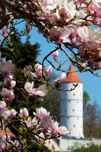 Magnolie in voller Blüte mit Weißem Turm von Biberach im Hintergrund photo