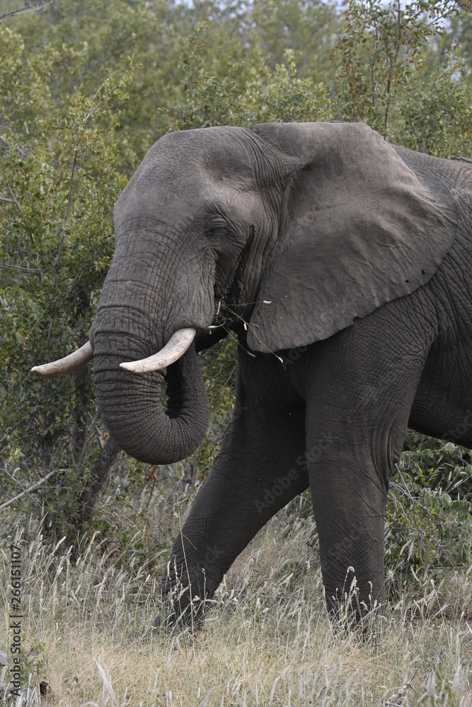 Éléphant d'afrique