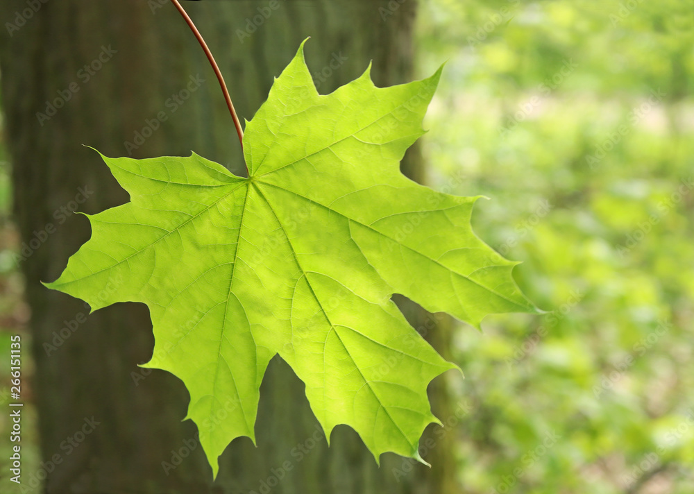 springtime, green maple leaf in front of a tree trunk springtime, green maple leaf in front of a tree trunk