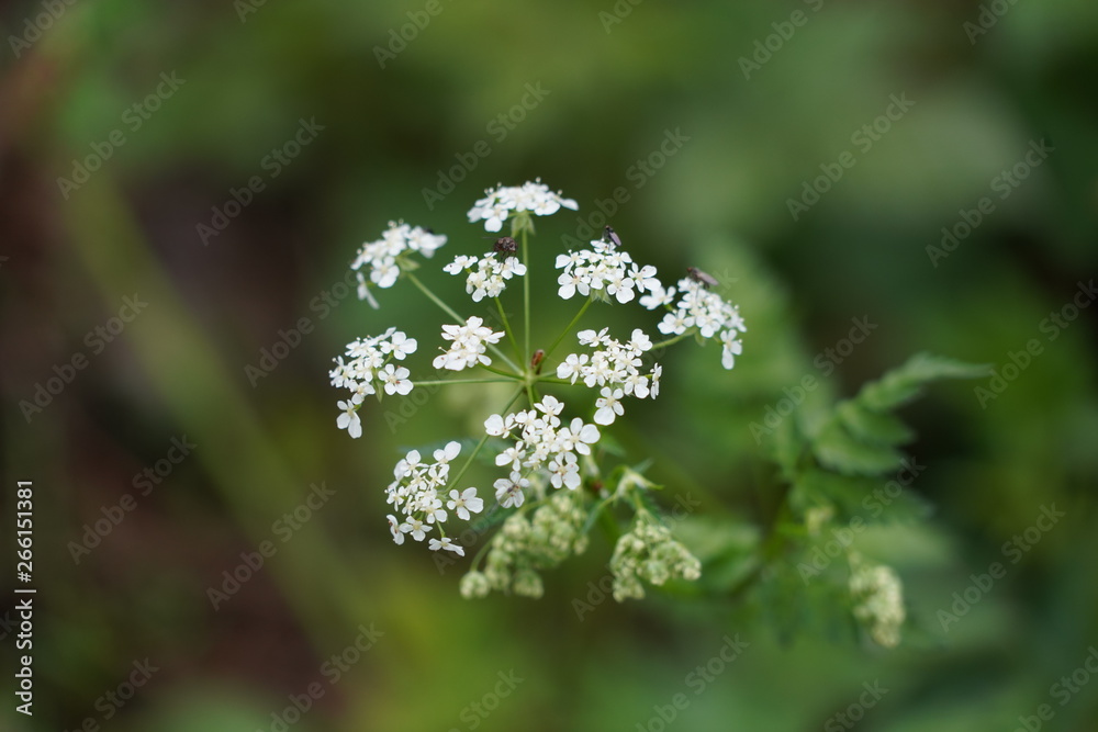 Wild Flower with Insects Wild Flower with Insects