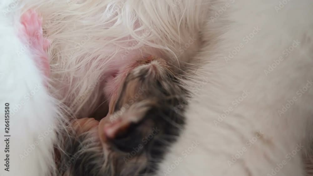 Breastfeeding Newborn Kitten Close Up. Cute Cat Family. Mom Cat Gives Milk Feeding and Takes Care of Her Just Born Wet Kitten. Mother Often Breathes Due to Labor Pains. Little Kitten Suck a Tit Breast Breastfeeding Newborn Kitten Close Up. Cute Cat Family. Mom Cat Gives Milk Feeding and Takes Care of Her Just Born Wet Kitten. Mother Often Breathes Due to Labor Pains. Little Kitten Suck a Tit Breast