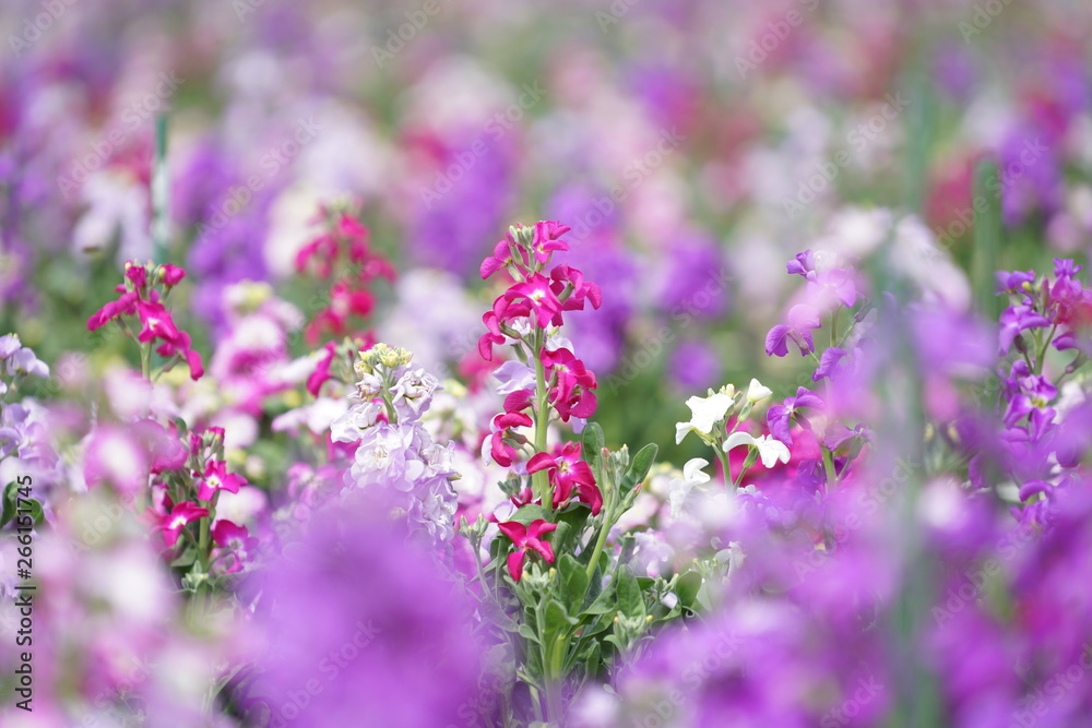 ピンクの花 ピンクの花