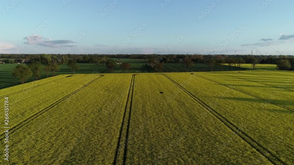 Drohnen Flug- und Luftaufnahme über einem Rapsfeld Drohnen Flug- und Luftaufnahme über einem Rapsfeld