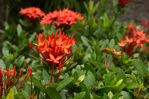 Red flower