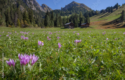 crocus in a wide green pasture in Dolomites in a sunny day