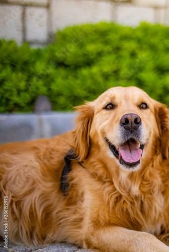 Portrait of a golden retriever