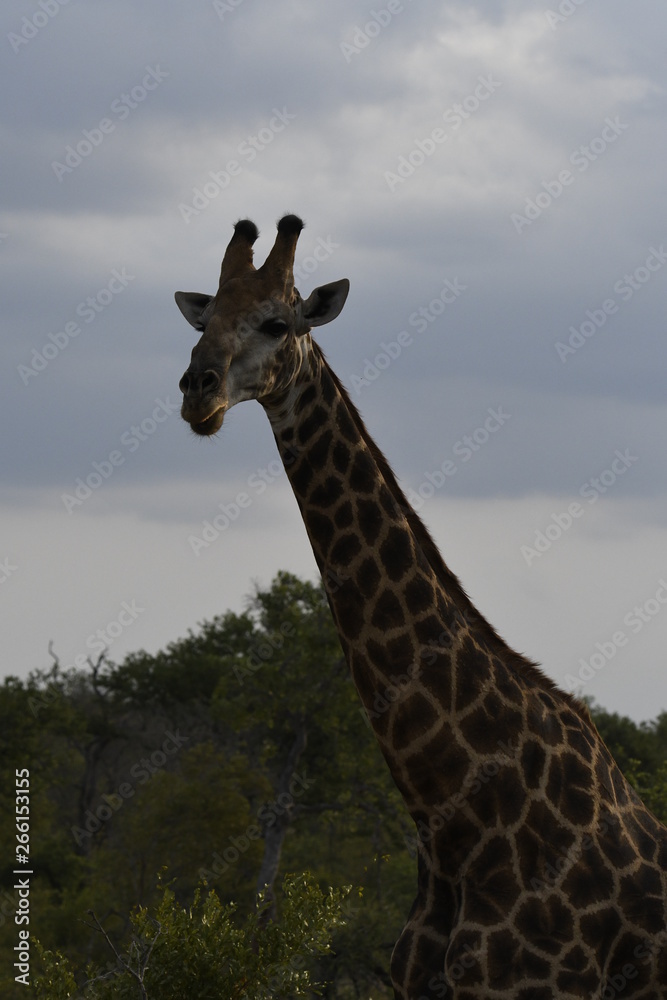 Girafe en Afrique du Sud