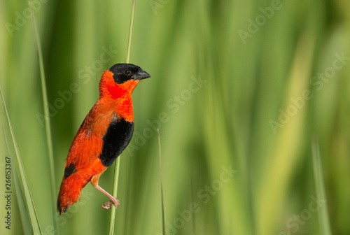Northern Red Bishop