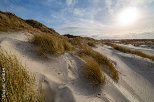 Hardy marram grass on pristine white sand dunes
