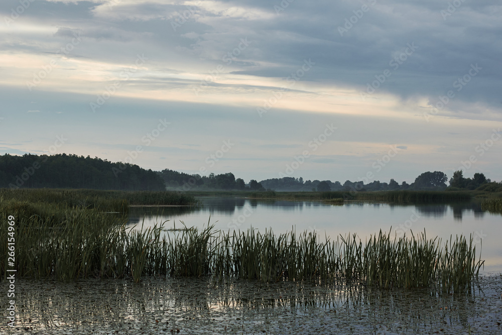 Beautiful landscape of lake fringed with forest deep in the wilds of Belarus, thick growth of sedge in front of water surface, in the evening at sunset with little fog, copy space