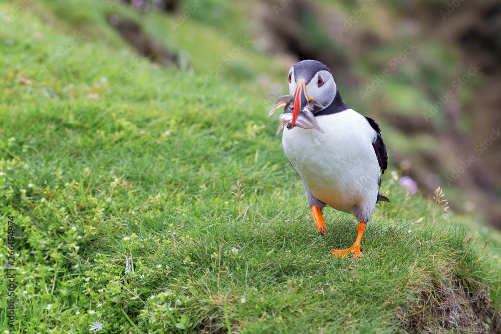 Puffin bringing fish to a nest on Shetland Island for its chicks Puffin bringing fish to a nest on Shetland Island for its chicks