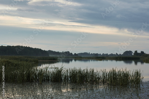 Beautiful landscape of lake fringed with forest deep in the wilds of Belarus, thick growth of sedge in front of water surface, in the evening at sunset with little fog, copy space