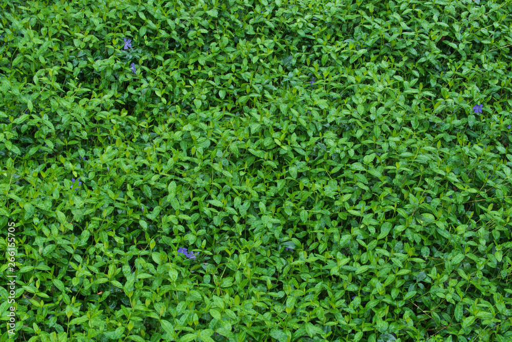 Living Backgrounds-Vinca minor Groundcover with Raindrops Living Backgrounds-Vinca minor Groundcover with Raindrops