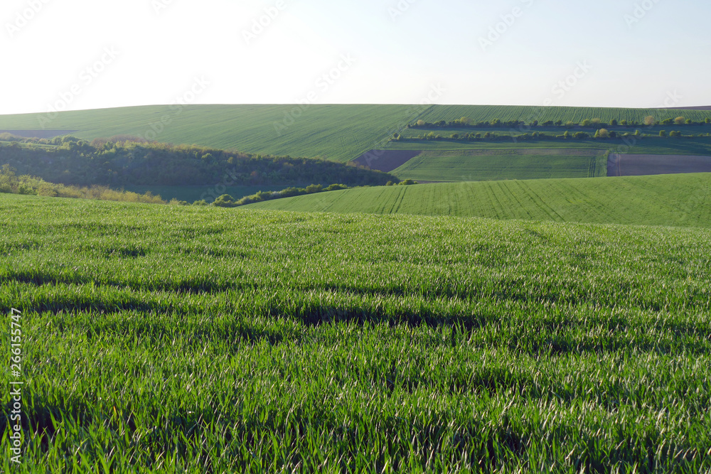 Green wheat fields. Agricultural land. Treated spacious field in the plane.