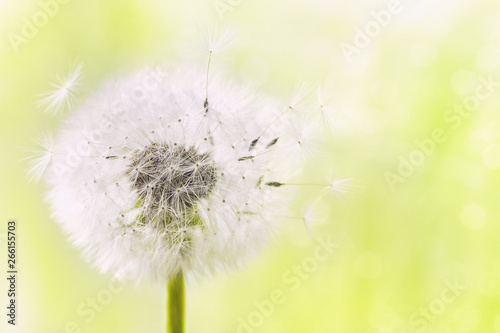Fluffy dandelion flower wit...