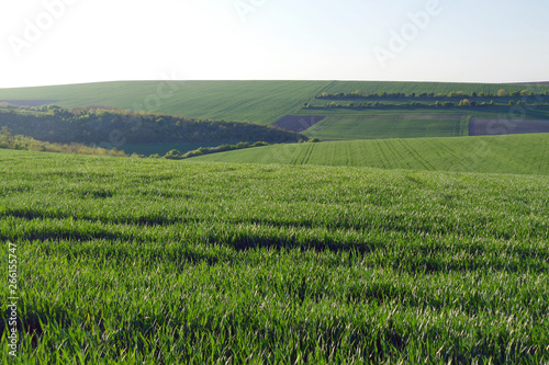 Green wheat fields. Agricultural land. Treated spacious field in the plane.