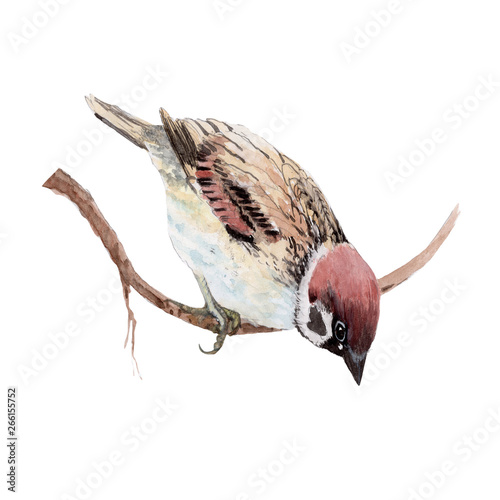 Sparrow bird watercolor isolated .Sparrow bird on white background. Watercolor hand painted illustration of Sparrow bird.