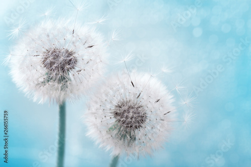 Two dandelion flowers with flying feathers on blue bokeh background. Beautiful dreamy nature card.