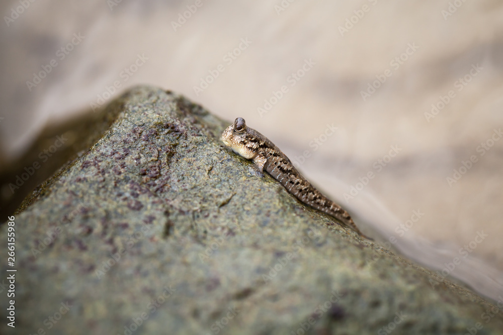 Barred mudskipper sits on stone Barred mudskipper sits on stone
