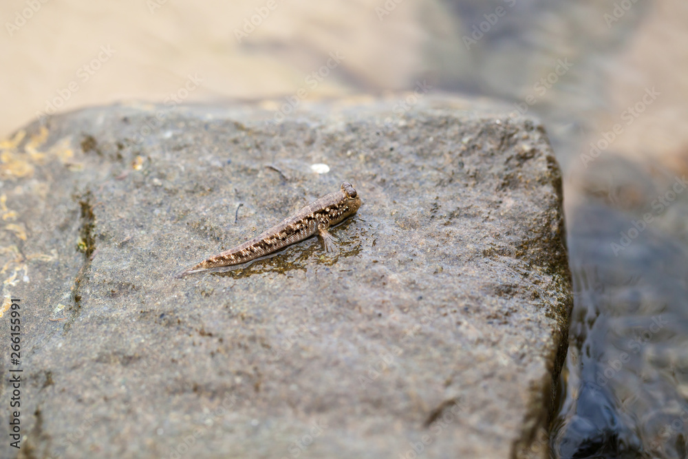 Barred mudskipper or silverlined mudskipper Barred mudskipper or silverlined mudskipper
