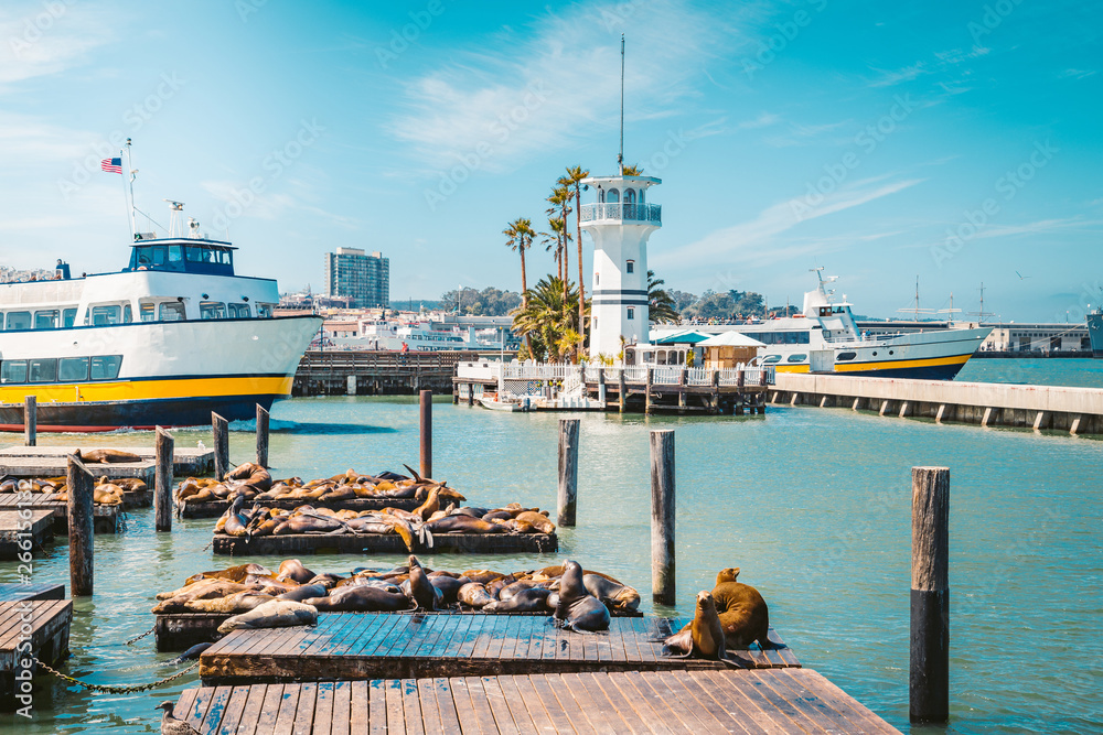 San Francisco Pier 39 with famous sea lions, California, USA - obrazy, fototapety, plakaty 