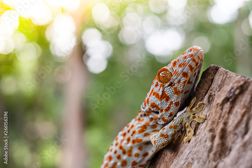 Fotografia Tokay gecko clings into a tree on green blurred background