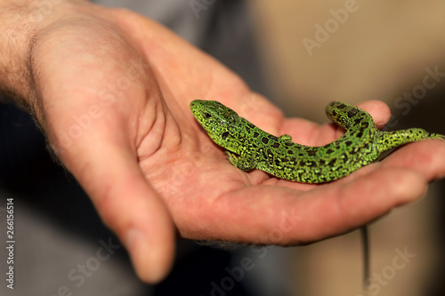 A small green with black spots lizard on a man's hand. Close-up, cropped shot, horizontal, place for text, blur. Concept of nature protection.
