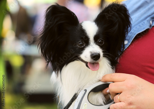 Cute puppy papillon in the hands of a girl. Cropped shot, horizontal, outdoors, place for text, side view. Concept of pets.