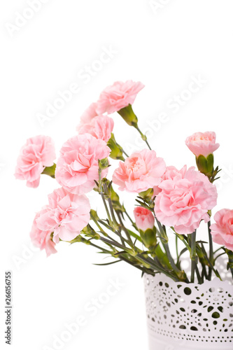 Carnations flowers isolated over white