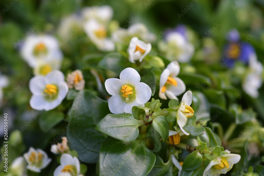 White Persian Violet White Persian Violet