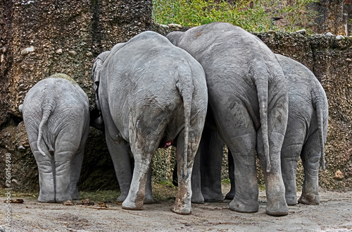 Asian elephant family. Latin name - Elephas maximus 